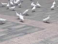 -天津妈祖文化园