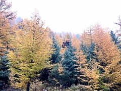 -芦芽山旅游度假区