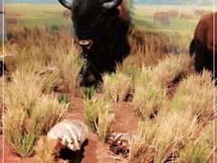 -陕西自然博物馆