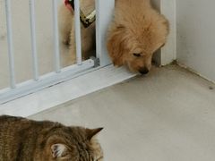 -共舞时光猫咖·狗咖(新街口店)