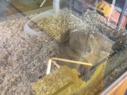 -神奇动物撸宠馆·羊驼·小浣熊·异宠(豫园店)