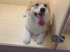 -宠物之家Pets Home 宠物寄养酒店