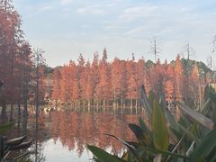 -白鹭湾湿地公园