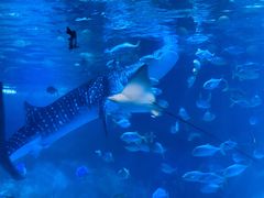 -烟台海昌鲸鲨海洋公园