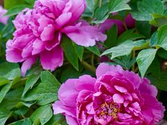 -北京西山国家森林公园