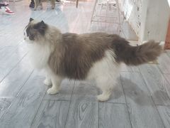 -喵屿·大理花园猫咖