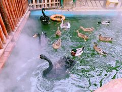 -呀路古热带植物园