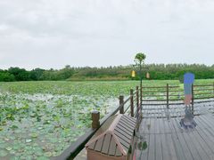 -大湾区中央湿地公园