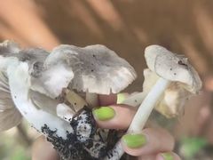 -灵山