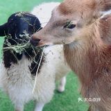魔都别样治愈周末，天台咖啡馆里的鹿营派对~