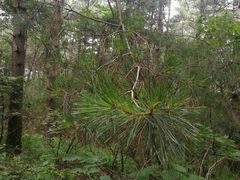 -帽儿山国家森林公园