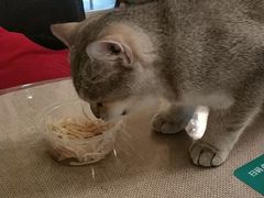 -猫色咖啡·猫咖