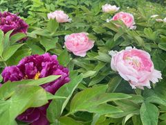 -莲花池公园