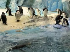 -帝企鹅自助餐厅•儿童岛•真企鹅(长隆企鹅酒店)