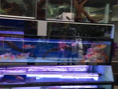 -武汉花鸟市场