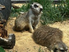 -大连森林动物园