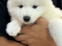 -翊宠yipet猫狗购宠庄园犬舍•猫舍