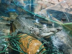 -上海海洋水族馆