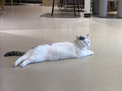 -藏猫猫咖啡主题馆(中央大道店)