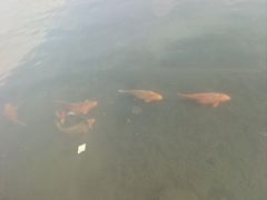 -西湖外事游船(湖滨二公园外事游船码头)