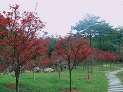 -广州市帽峰山景区