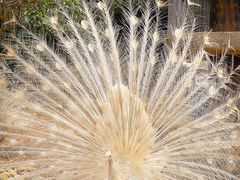 -泉州海丝野生动物世界