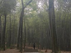 -西湖风景区十里琅珰-五云山