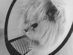 -福懋动物医院·犬猫全科·外科·重症科(杏林分院)