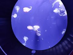 -成都浩海立方海洋公园