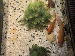 -大班公馆