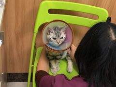 -瑞鹏宠物医院·夜间急症·心超·猫科(祖庙分店)