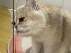 -青奢宠物·青奢猫舍