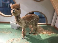 -藦茜花园宠物主题亲子互动体验馆(国顺东路店)