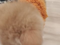 -袖虎·猫馆(体育西路店)