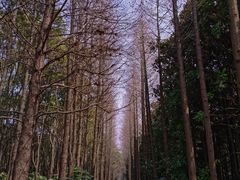 -上海滨江森林公园