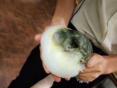 -肆月河豚·新淮扬(金融街店)