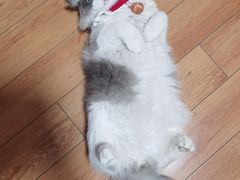 -天使宠物医院·犬猫分诊(彩虹店)