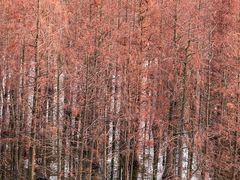 -白鹭湾湿地公园