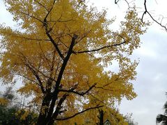 -四川大学(华西校区)