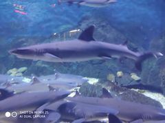 -烟台海昌鲸鲨海洋公园