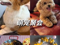 -百好乐宠物友好餐厅(朝外大街店)