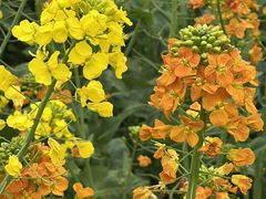 -中国天府农业博览园