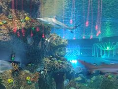 -沙沙哗啦海洋馆(华宇百花谷店)