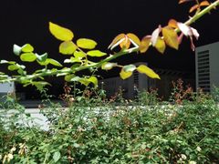 -中央财经大学-食堂