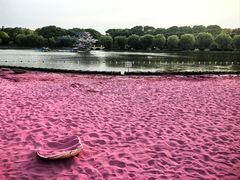 -上海鲜花港