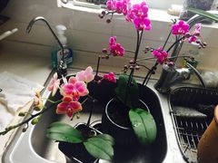 -龙大花卉苗木市场