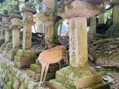 -奈良公园