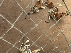-西霞口神雕山野生动物世界
