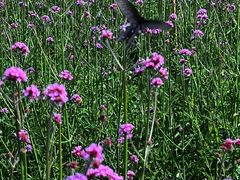 -名花谷生态庄园