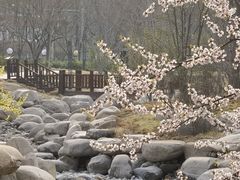 -莲花池公园